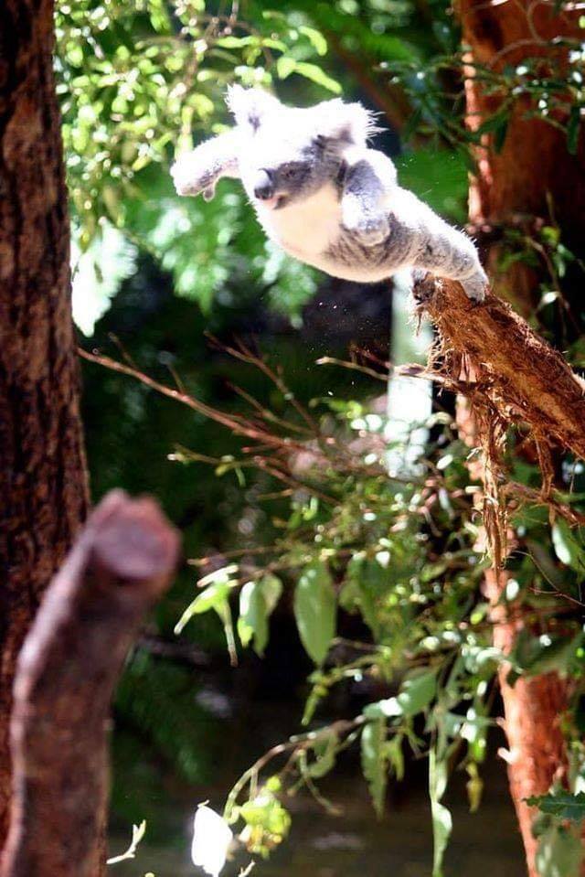 The meme is a photo of a cartoonish, anthropomorphized koala sitting on a branch, looking shocked and surprised. The koala is captioned "When you finally get to the last page of your book and it's just a bunch of blank pages". The image is humorous because it exaggerates the feeling of disappointment and frustration that comes with realizing a story or book is over, and the blank pages represent the "emptiness" of the ending.